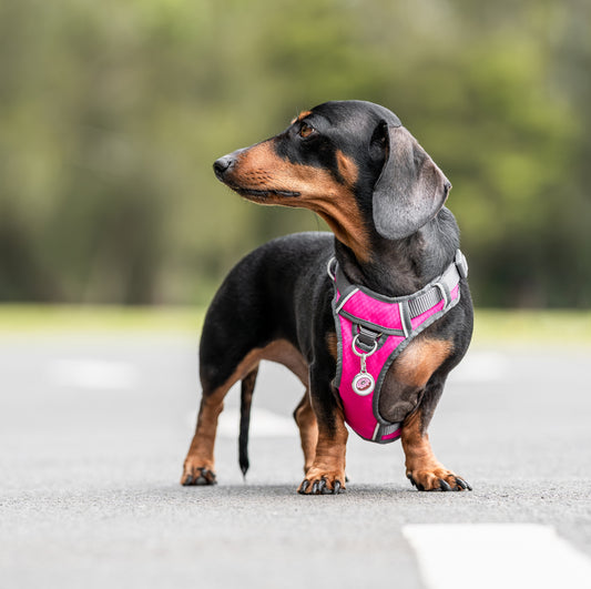 Dachshound Sausage Dog with Donut Tag and pink Padded Harness