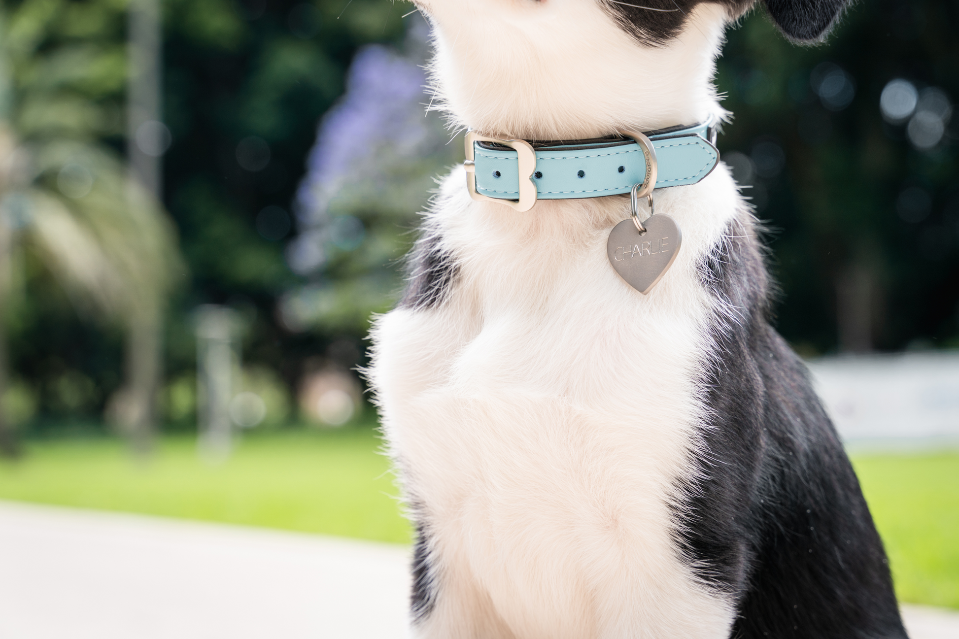 Titanium ID Tag on dog collar with engraving