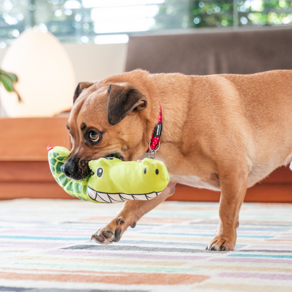 Dog Toy | Red Dingo Durables | Kyle the Crocodile - Jack Russel X Pug Jug pictured in Interactive Play