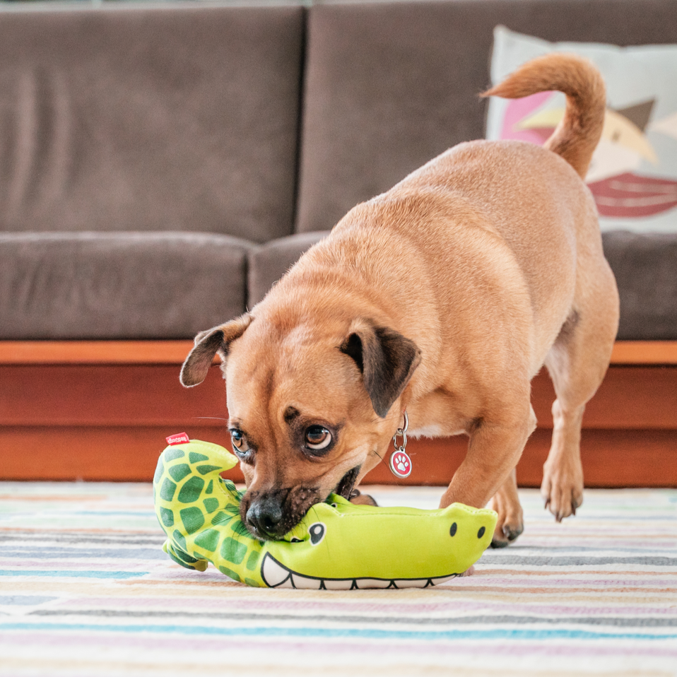 Dog Toy | Red Dingo Durables | Kyle the Crocodile - Jack Russel X Pug Jug pictured in Interactive Play