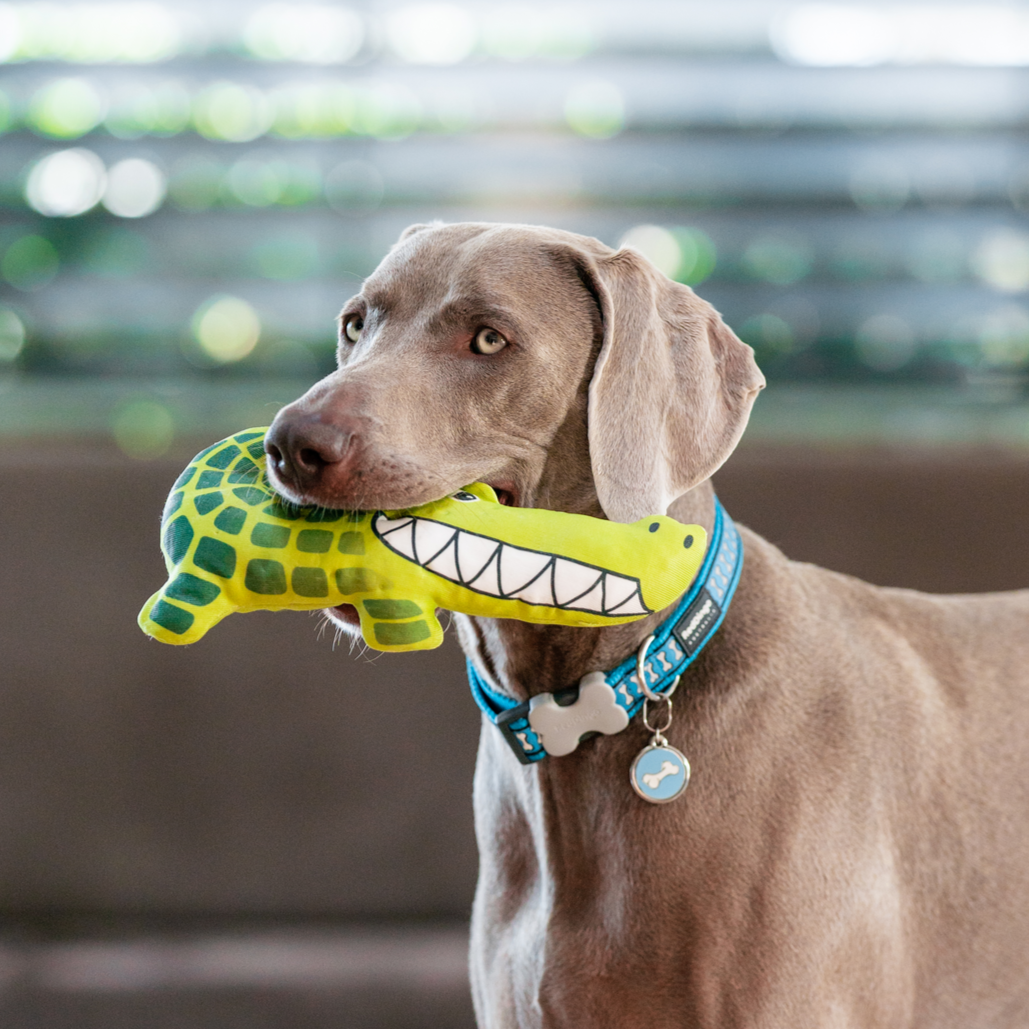 Dog Toy | Red Dingo Durables | Kyle the Crocodile -Weimeraner pictured in Interactive Play