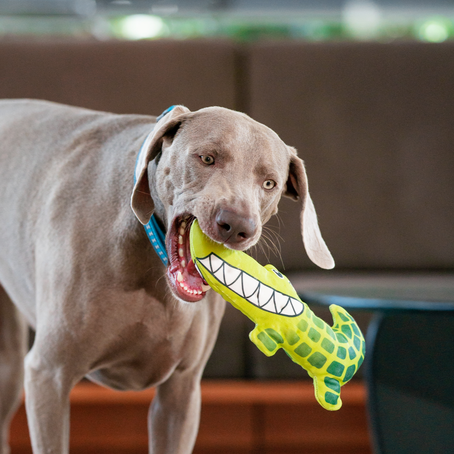 Dog Toy | Red Dingo Durables | Kyle the Crocodile -Weimeraner pictured in Interactive Play