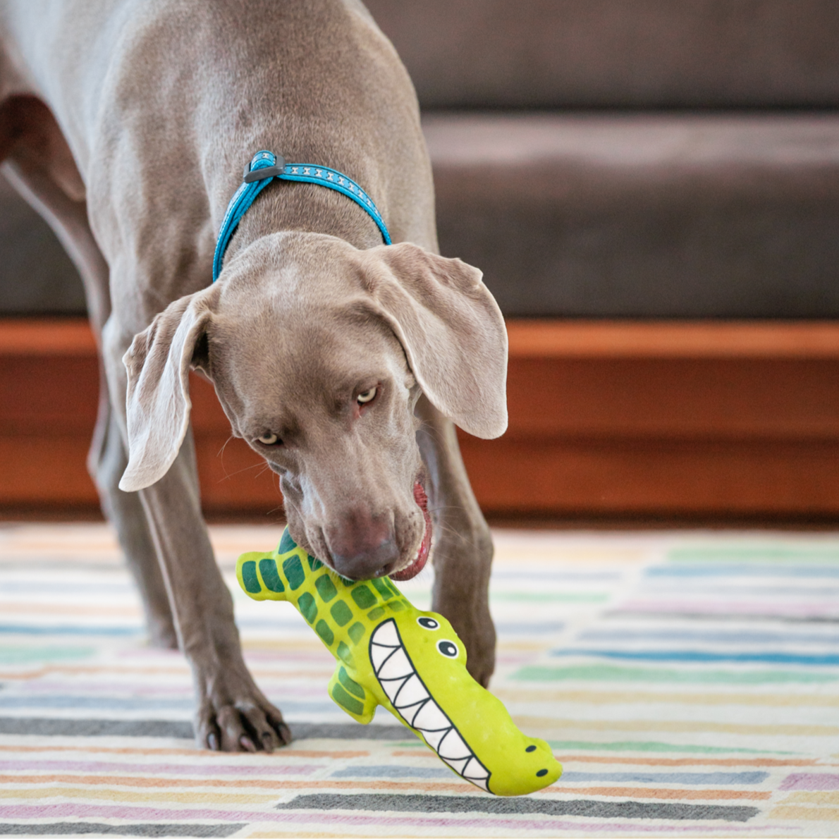 Dog Toy | Red Dingo Durables | Kyle the Crocodile -Weimeraner pictured in Interactive Play