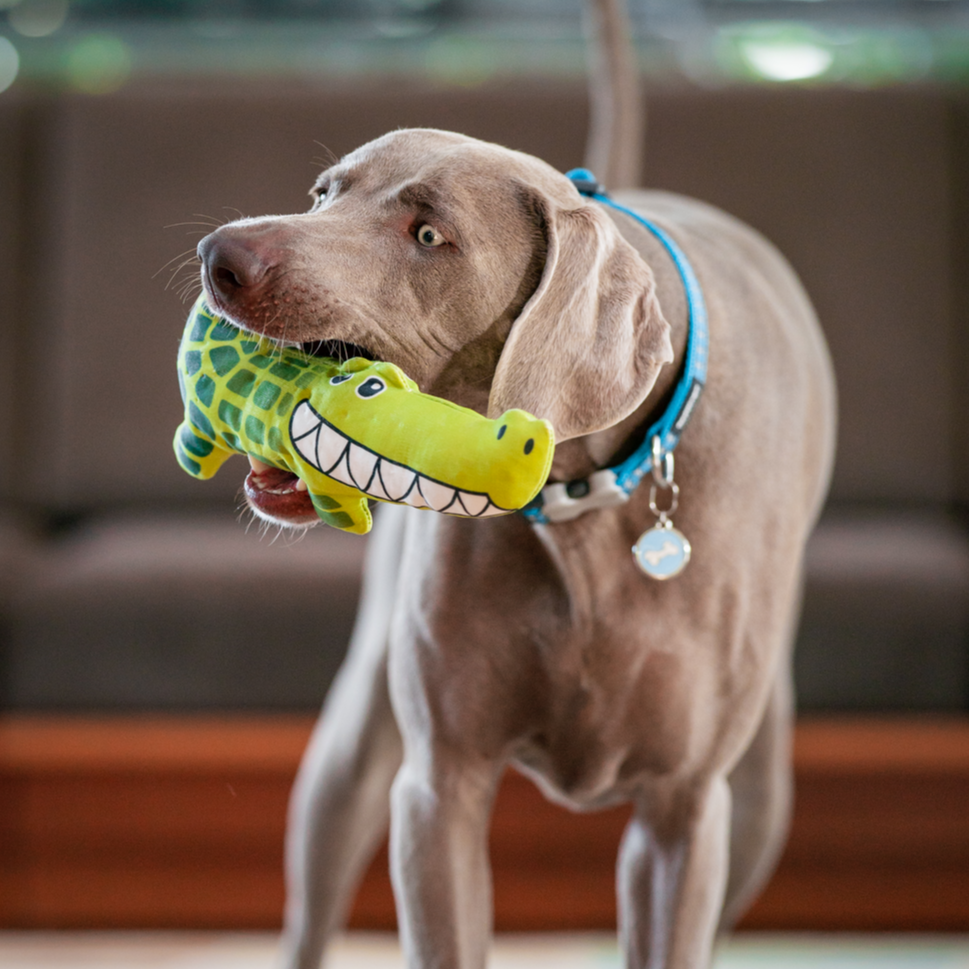 Dog Toy | Red Dingo Durables | Kyle the Crocodile -Weimeraner pictured in Interactive Play