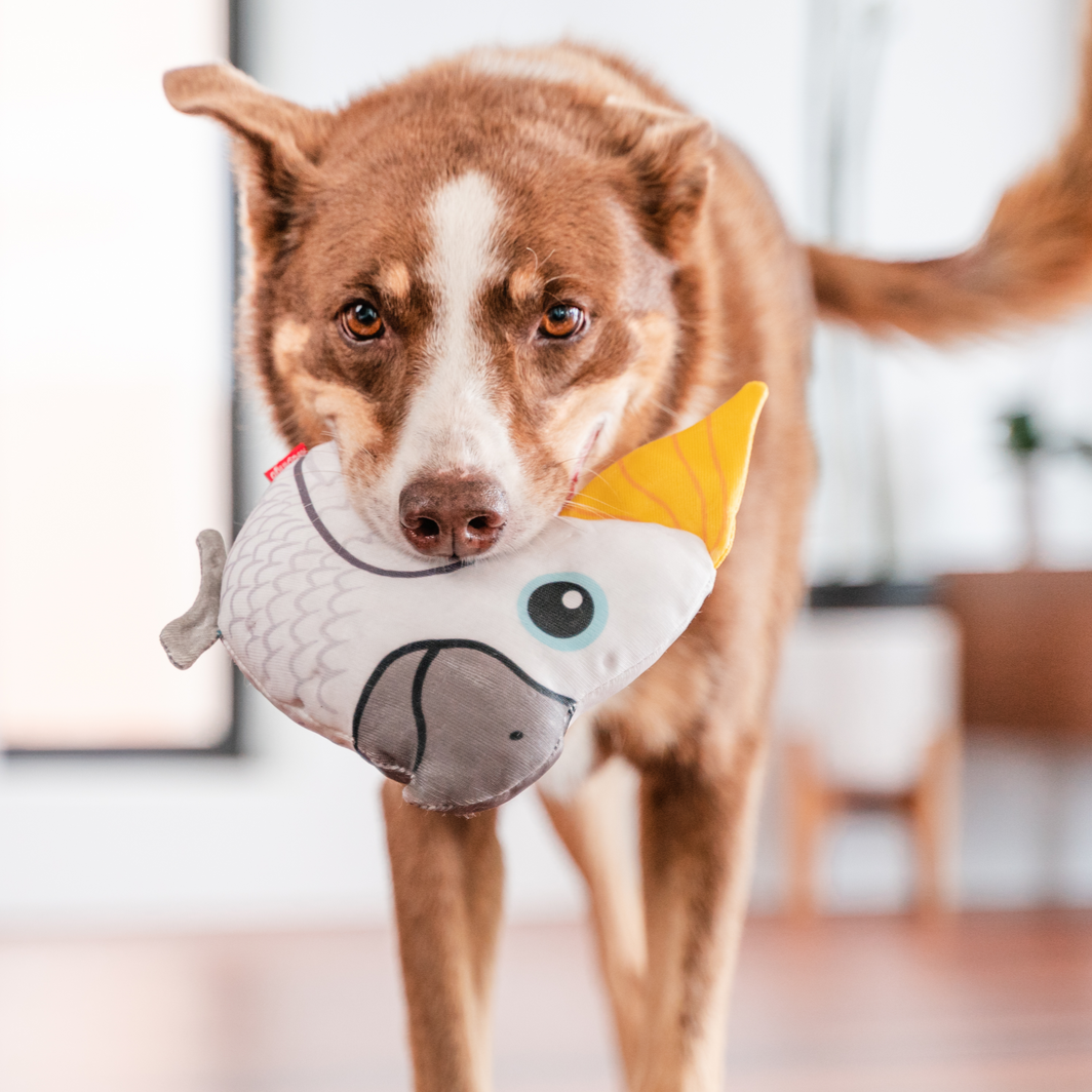 Dog Toy | Red Dingo Durables | Craig the Cockatoo - Kelpie pictured in Interactive Play