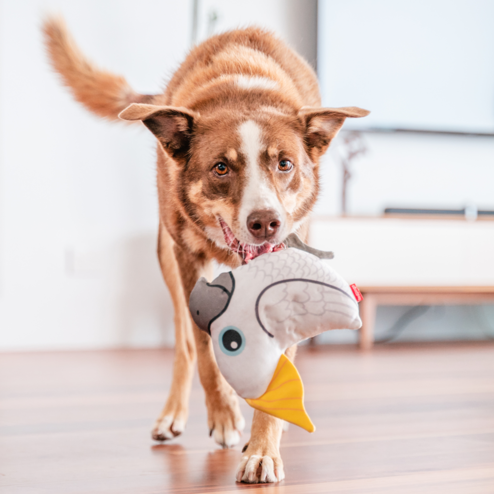 Dog Toy | Red Dingo Durables | Craig the Cockatoo - Kelpie pictured in Interactive Play