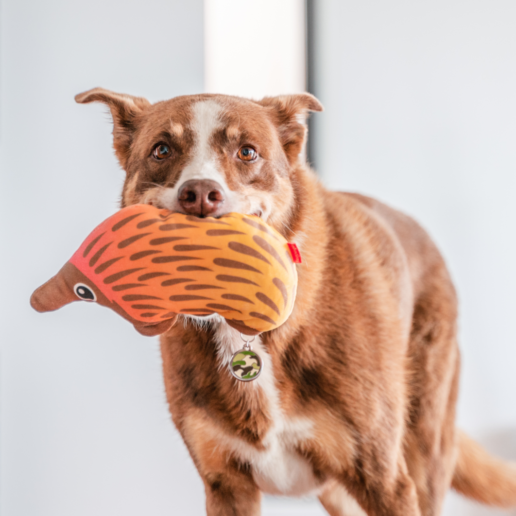 Dog Toy | Red Dingo Durables | Eddie the Echidna - Kelpie pictured in Interactive Play