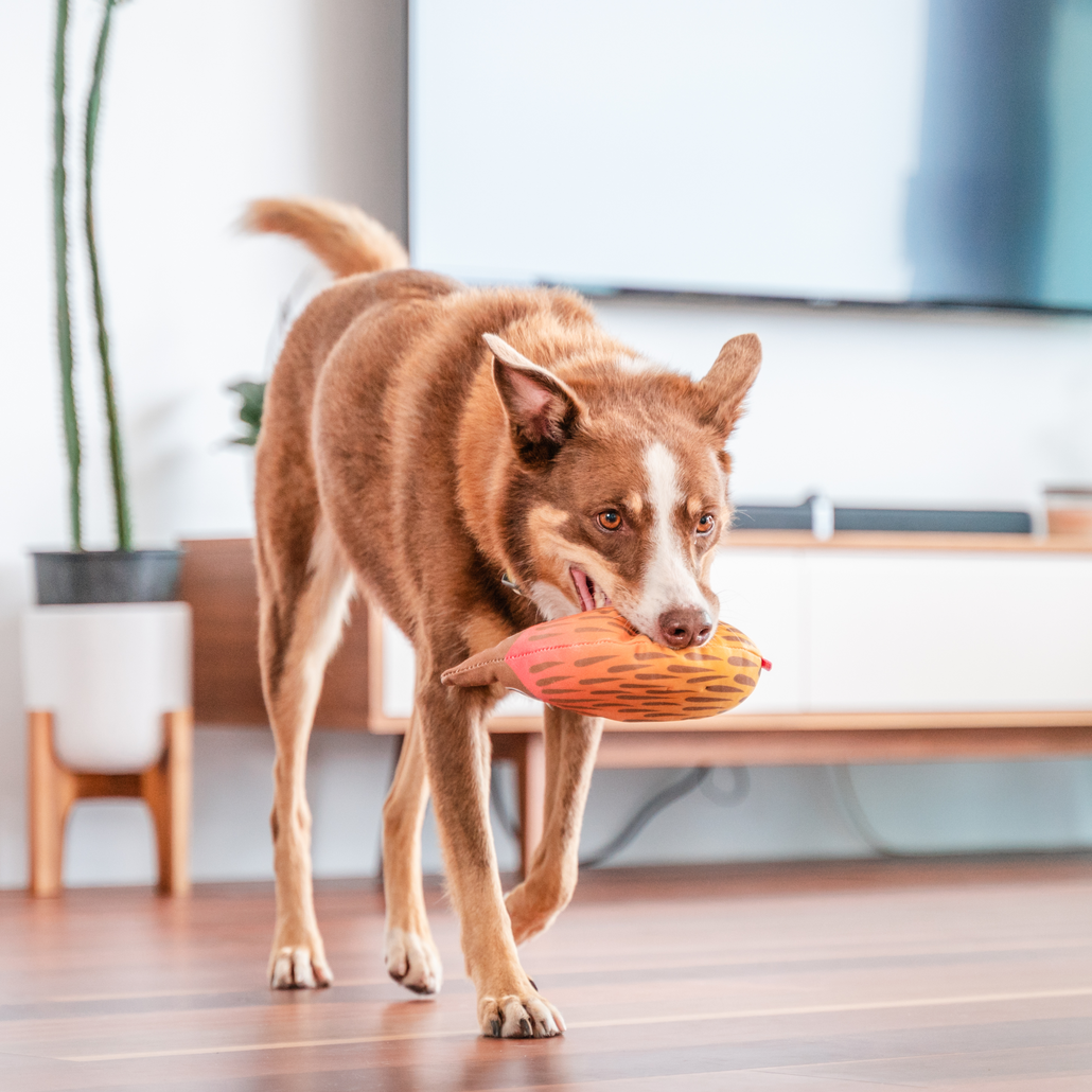 Dog Toy | Red Dingo Durables | Eddie the Echidna - Kelpie pictured in Interactive Play