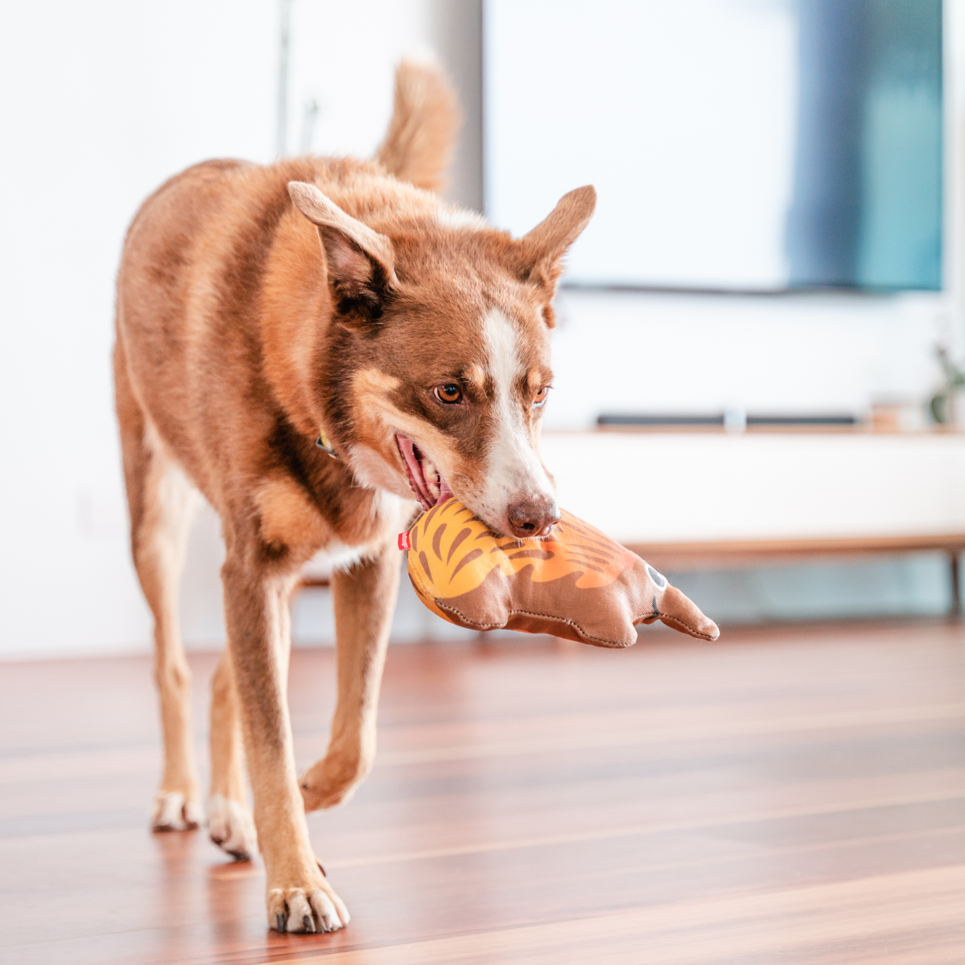 Dog Toy | Red Dingo Durables | Eddie the Echidna - Kelpie pictured in Interactive Play