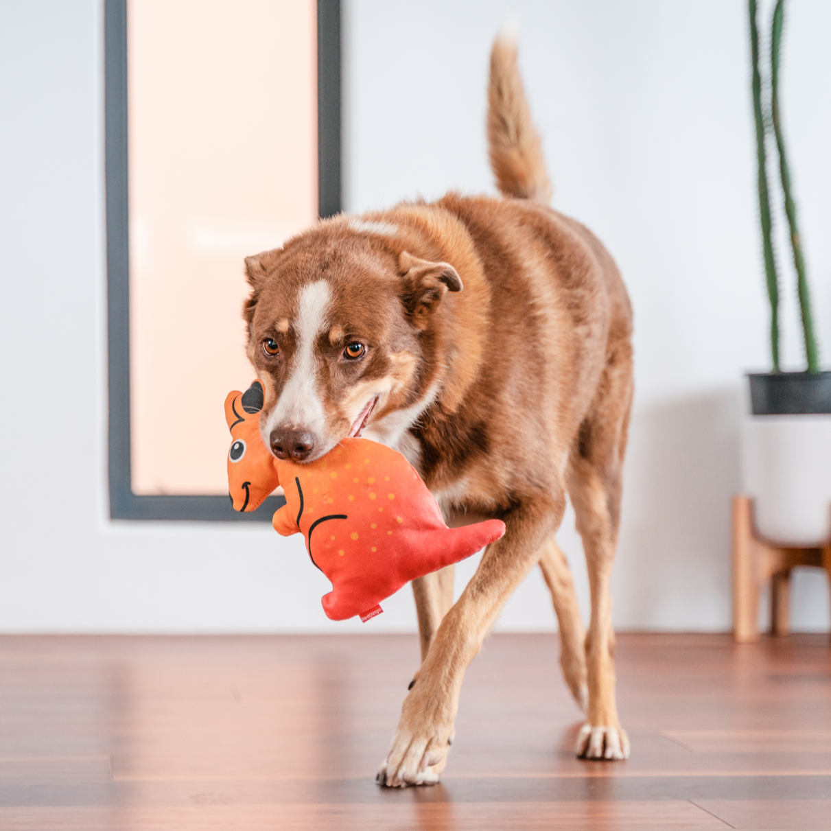 Dog Toy | Red Dingo Durables | Kath the Kangaroo - Kelpie pictured in Interactive Play