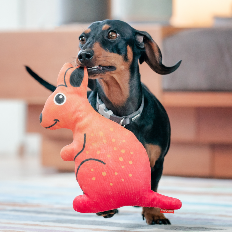 Dog Toy | Red Dingo Durables | Kath the Kangaroo - Dachshund pictured in Interactive Play