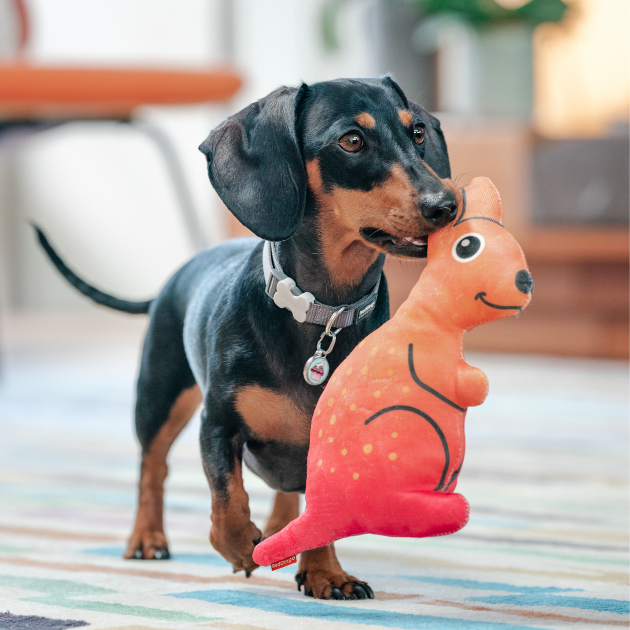 Dog Toy | Red Dingo Durables | Kath the Kangaroo - Dachshund pictured in Interactive Play