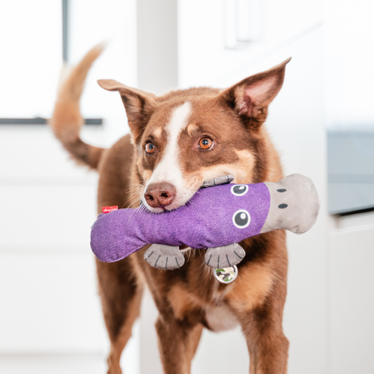 Dog Toy | Red Dingo Durables | Pam the Platypus - Kelpie pictured in Interactive Play