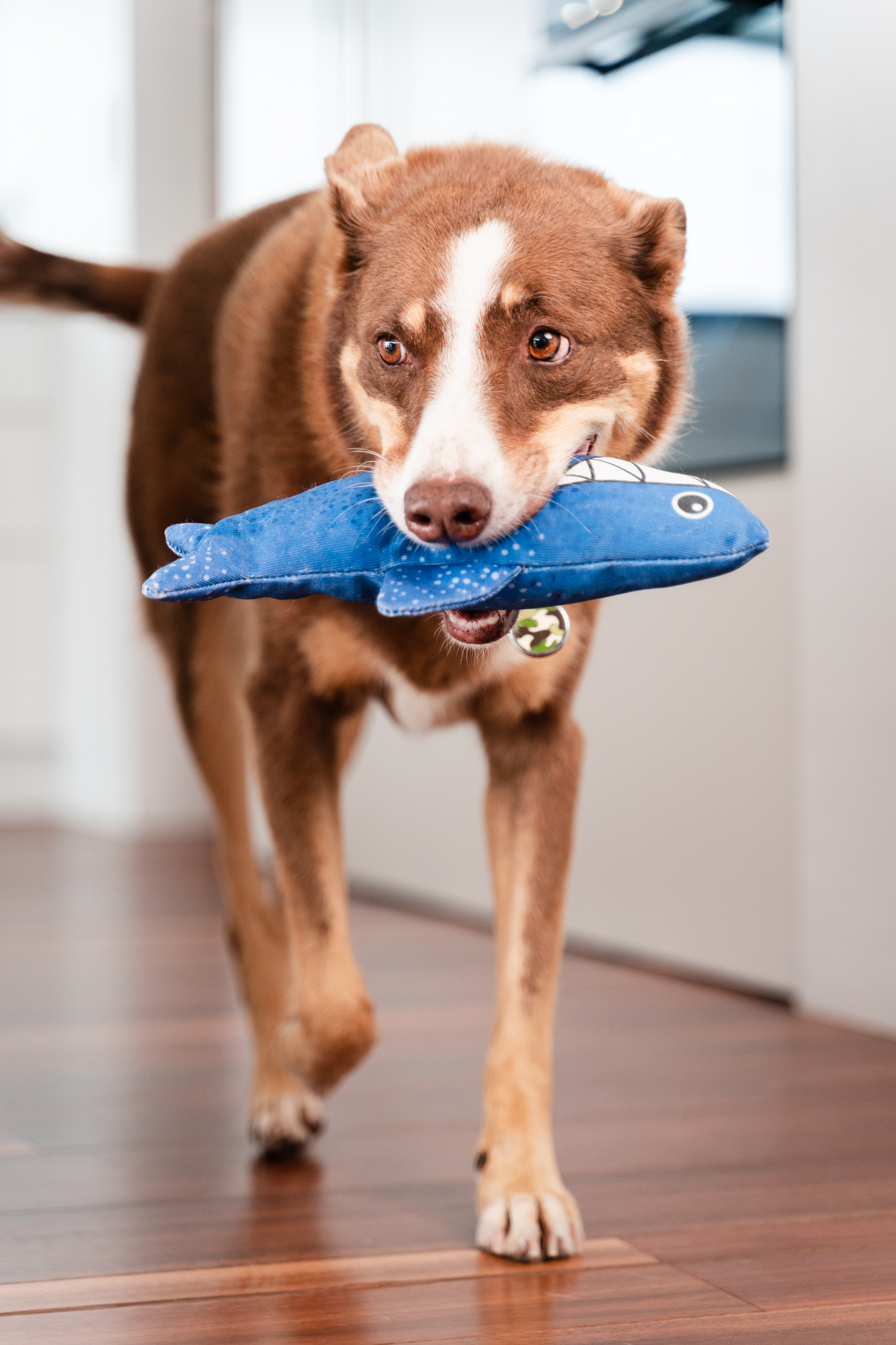 Dog Toy | Red Dingo Durables | Steve the Shark - Kelpie pictured in Interactive Play