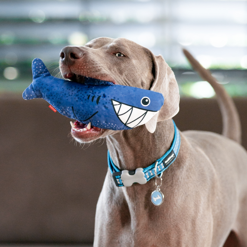 Dog Toy | Red Dingo Durables | Steve the Shark - Weimeraner pictured in Interactive Play