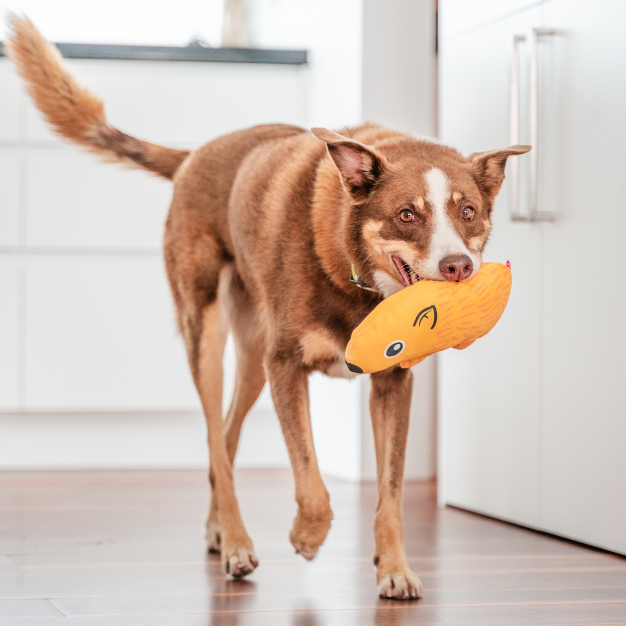 Dog Toy | Red Dingo Durables | Wendy the Wombat - Kelpie pictured in Interactive Play