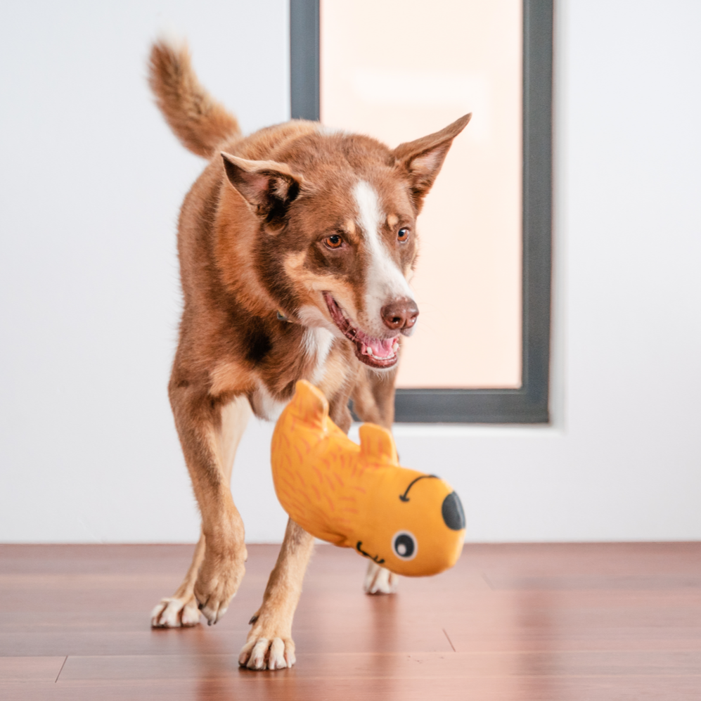 Dog Toy | Red Dingo Durables | Wendy the Wombat - Kelpie pictured in Interactive Play
