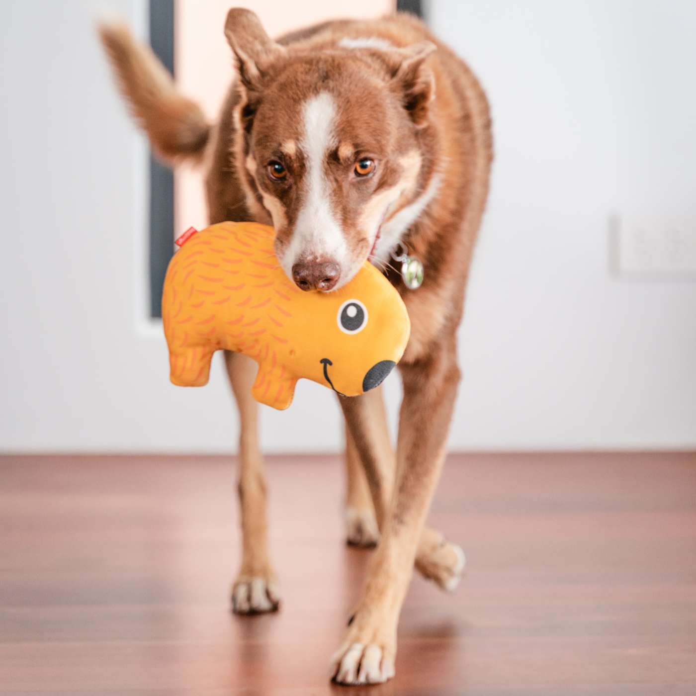 Dog Toy | Red Dingo Durables | Wendy the Wombat - Kelpie pictured in Interactive Play