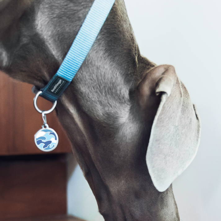 Weimeraner Dog wearing Camouflage ID Tag in Blue