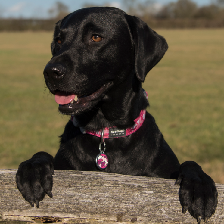 Image of Black Labrador Dog wearing Camouflage Collar and Tag in Hot Pink