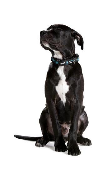 Nylon Dog Collar Krazy Pirate Dog - black