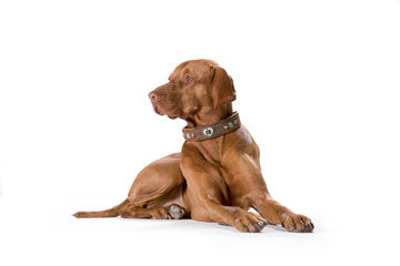 Hungarian Viszla wearing Dog Collar Tradition | by HUNTER