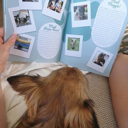 Doggy Cookbook - Short & Sweet