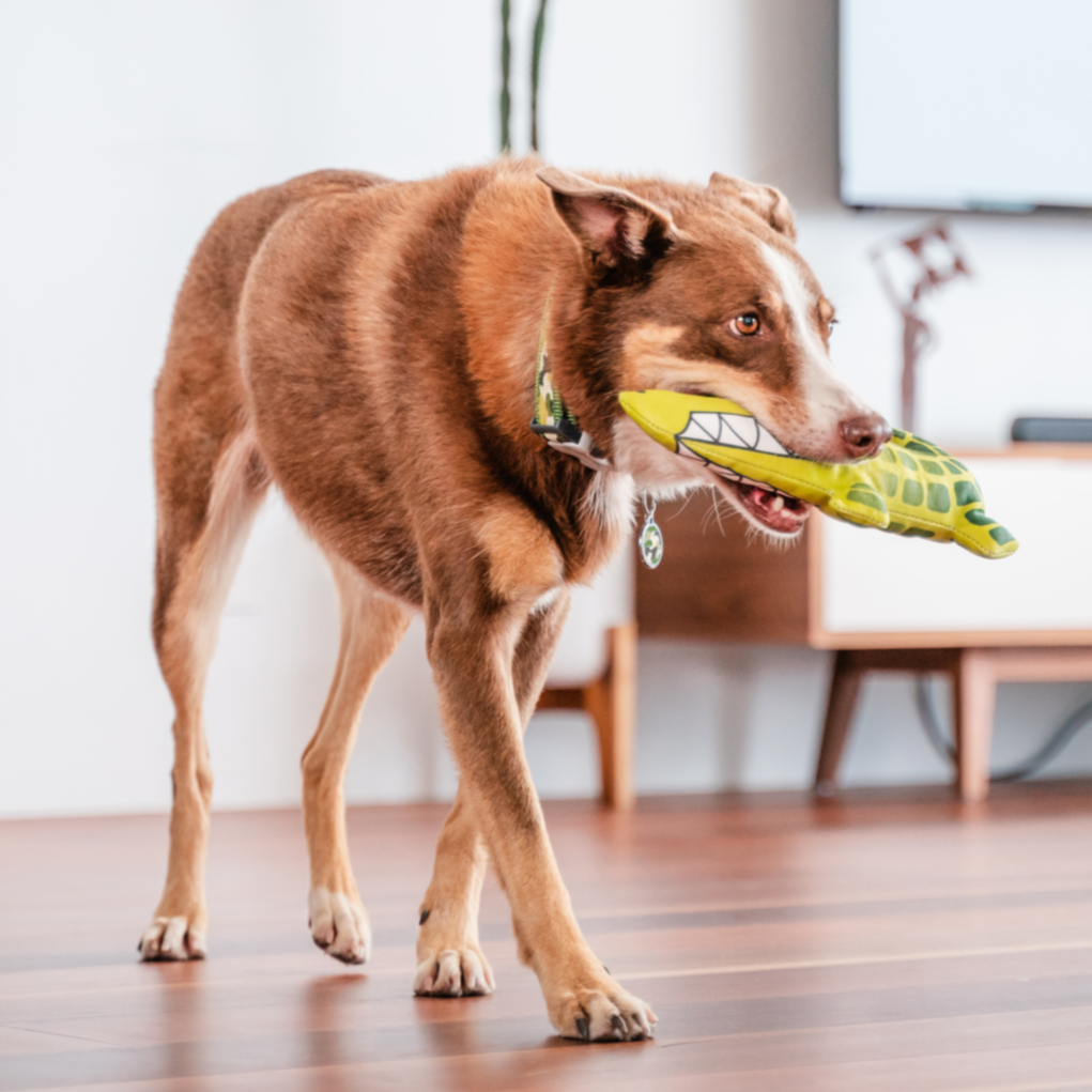 Dog Toy | Red Dingo Durables | Kyle the Crocodile - Kelpie pictured in Interactive Play