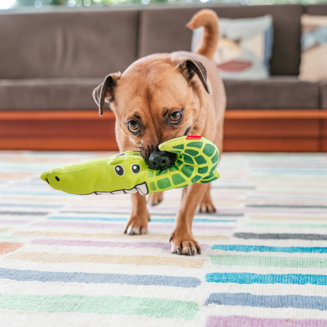 Dog Toy | Red Dingo Durables | Kyle the Crocodile - Jack Russel X Pug Jug pictured in Interactive Play