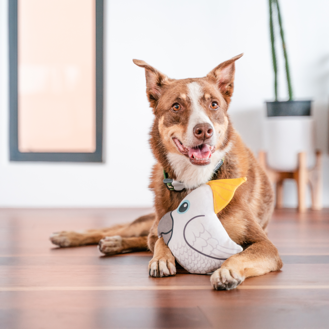 Dog Toy | Red Dingo Durables | Craig the Cockatoo - Kelpie pictured in Interactive Play