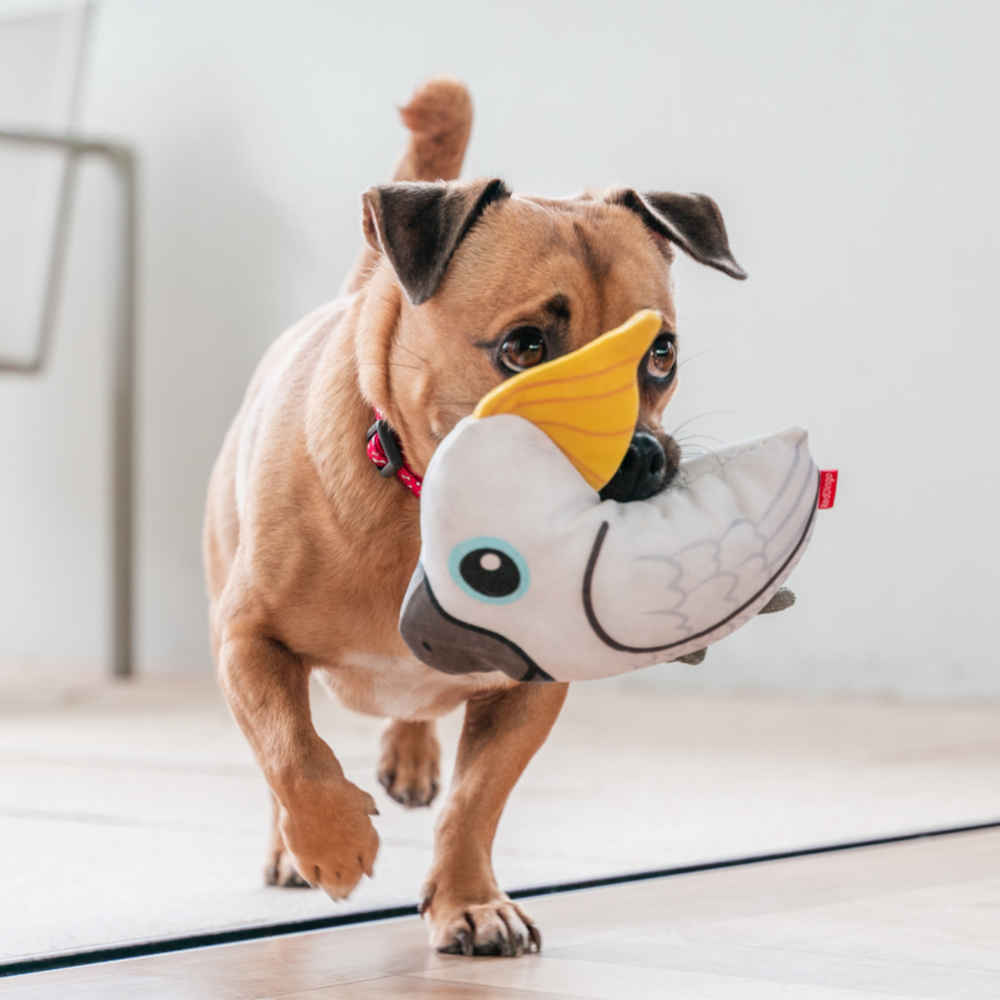 Dog Toy | Red Dingo Durables | Craig the Cockatoo - Pug X Jack Russel Jug pictured in Interactive Play
