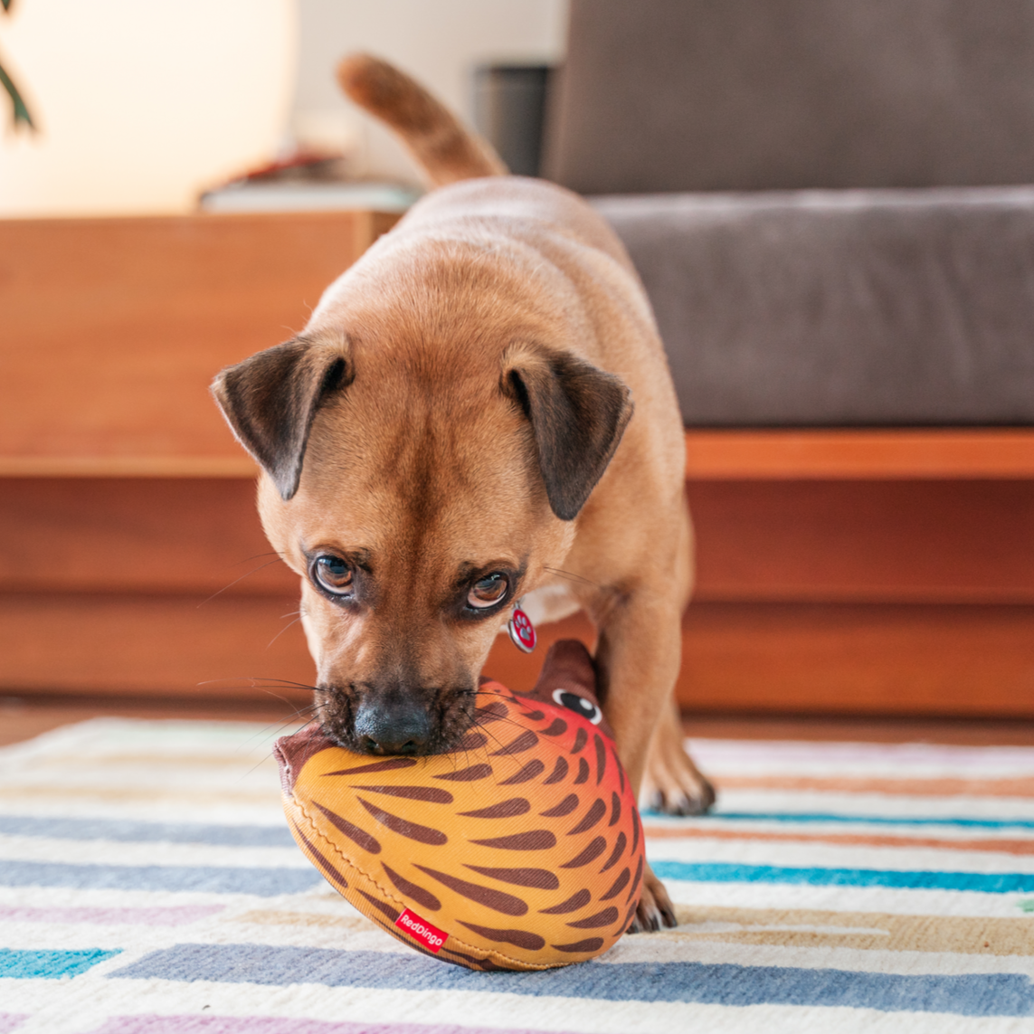 Dog Toy | Red Dingo Durables | Eddie the Echidna - Jack Russel X Pug Jug pictured in Interactive Play