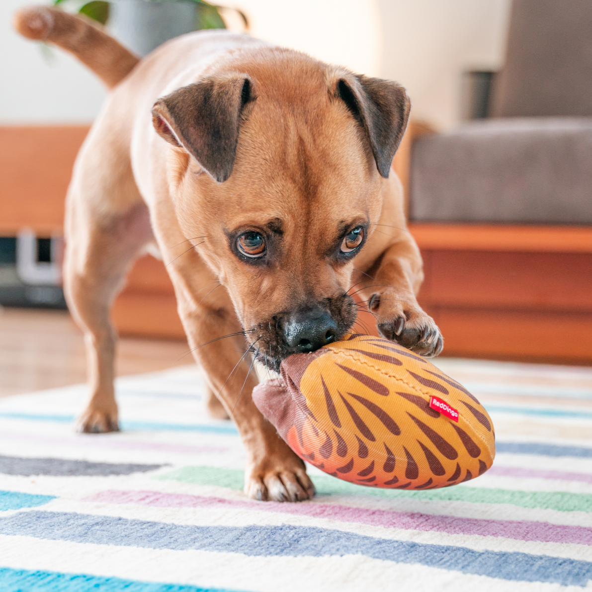 Dog Toy | Red Dingo Durables | Eddie the Echidna - Jack Russel X Pug Jug pictured in Interactive Play