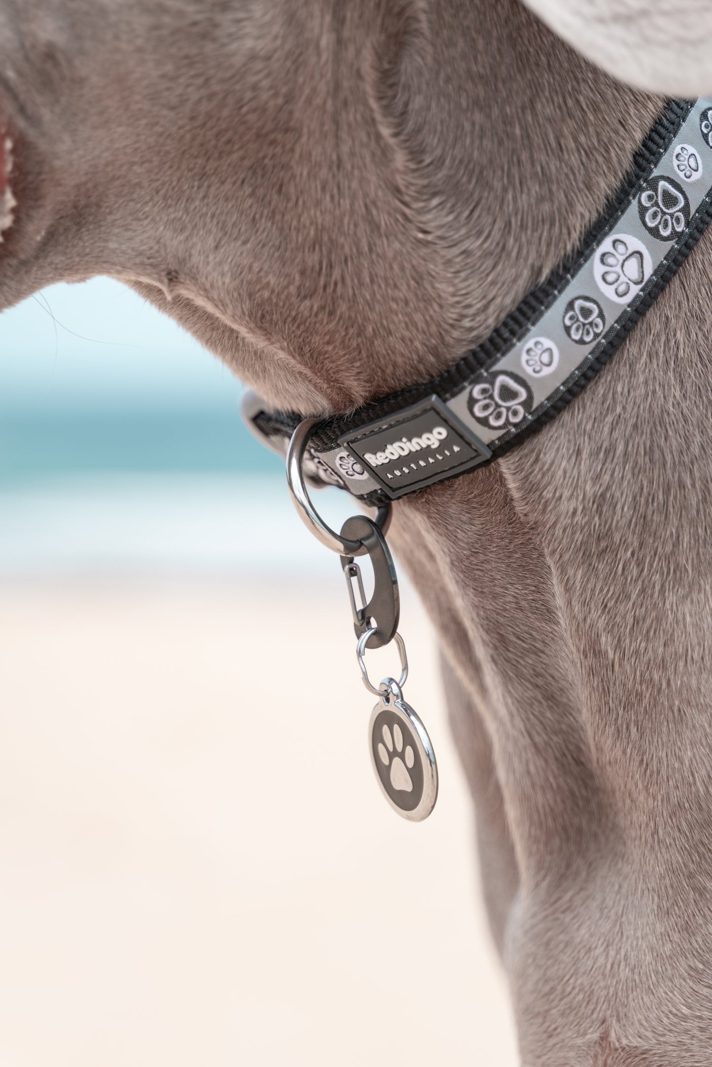 Weimaraner Dog wearing Tag Exchanger Clip - Large Charcoal with Paw Print Name Tag