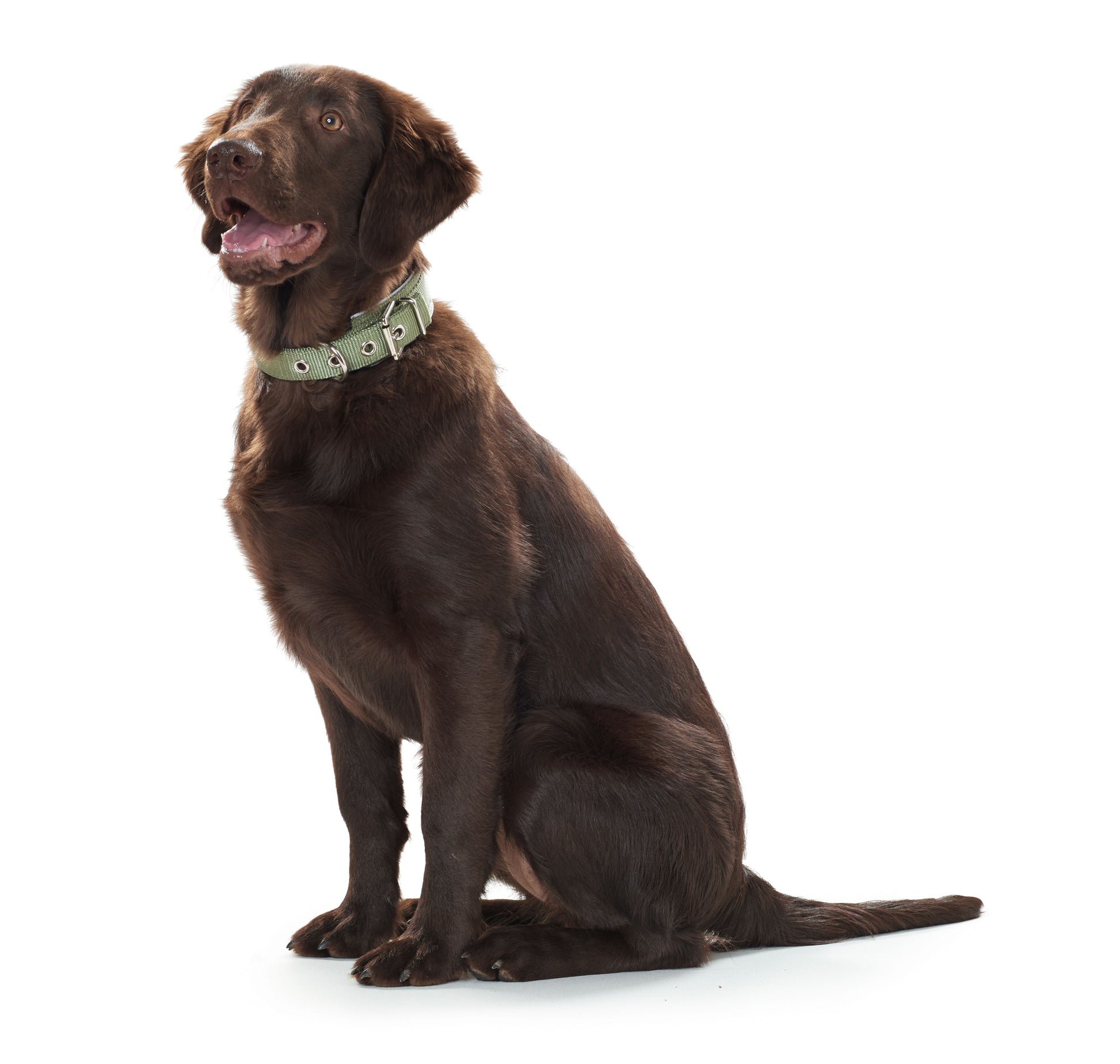 Chocolate Labrador wearing Dog Collar | Neoprene Reflect