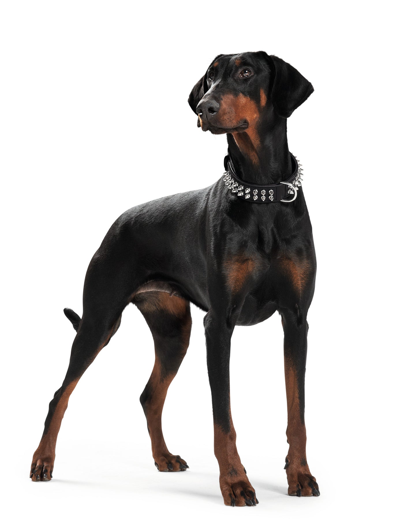 Doberman Pinscher wearing Dog Collar Leather | Rambo - black with metal studs