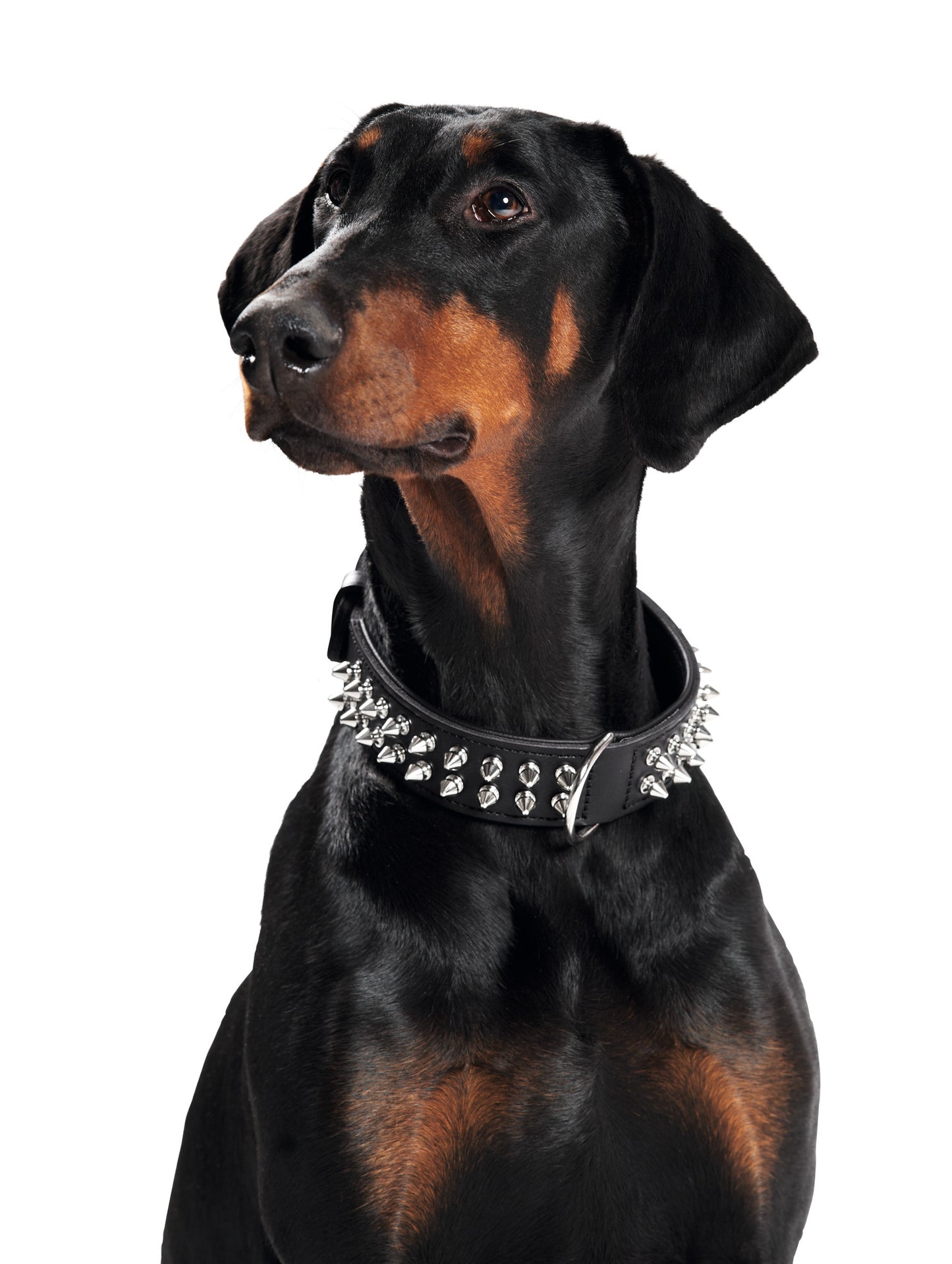 Doberman Pinscher wearing Dog Collar Leather | Rambo - black with metal studs