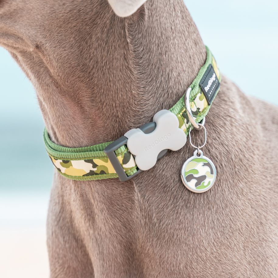 Close-up Image of Weimeraner Dog wearing Camouflage Collar and Tag in Green