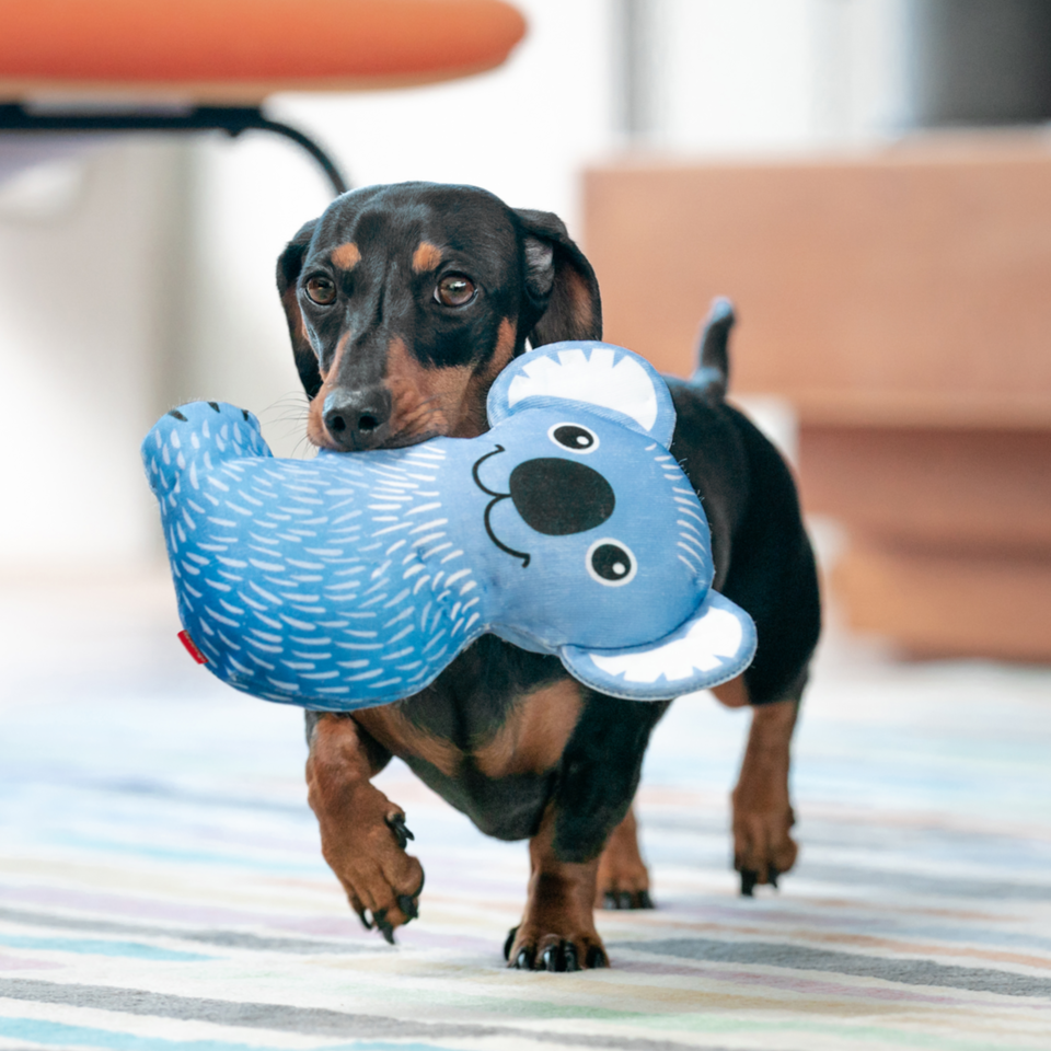 Dog Toy | Red Dingo Durables | Kim the Koala -Dachshund Sausage Dog pictured in Interactive Play