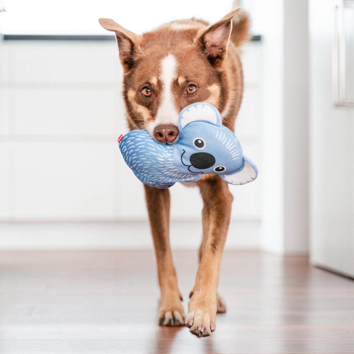 Dog Toy | Red Dingo Durables | Kim the Koala - Kelpie pictured in Interactive Play