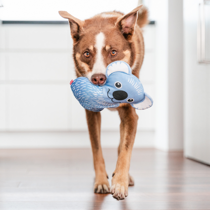 Dog Toy | Red Dingo Durables | Kim the Koala - Kelpie pictured in Interactive Play