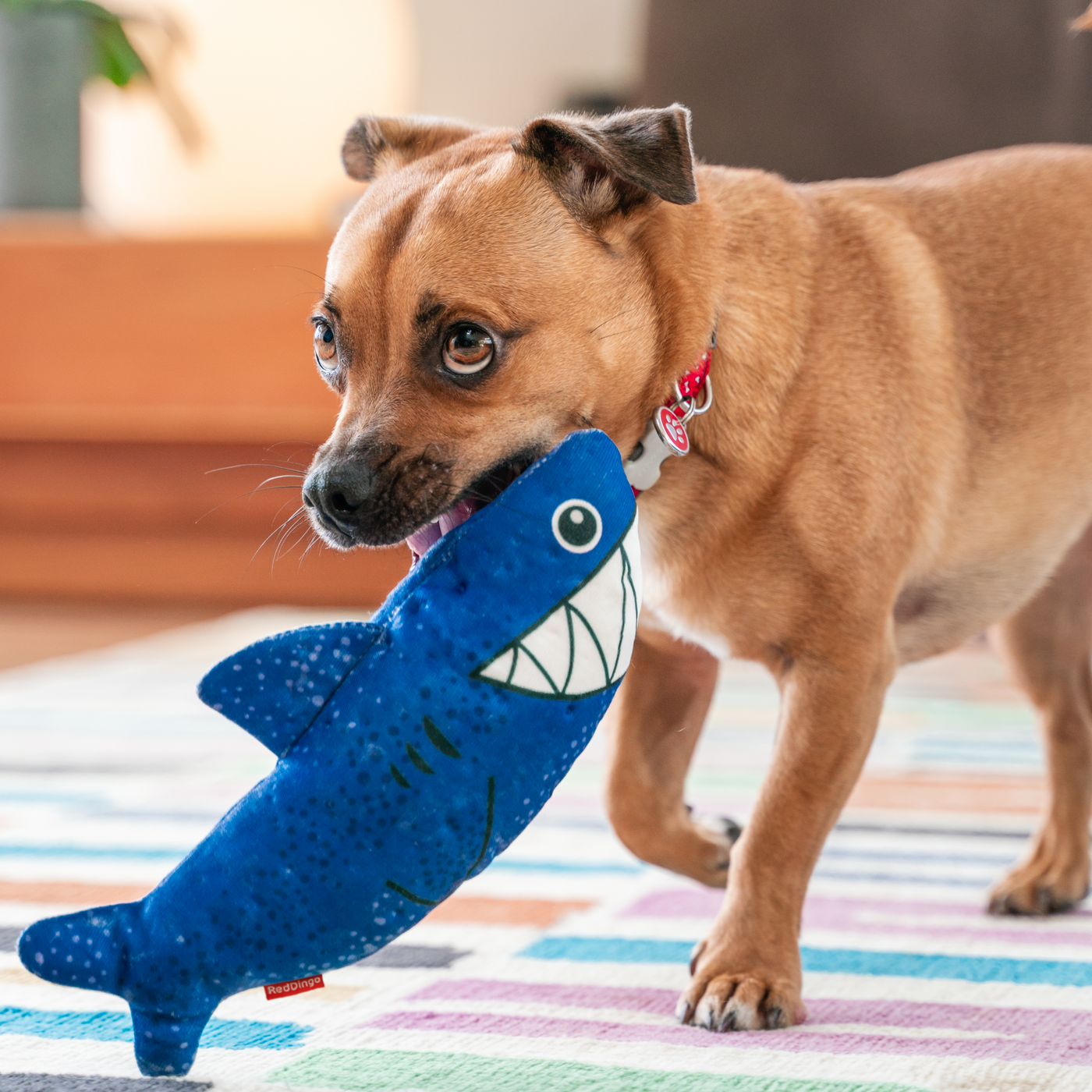 Dog Toy | Red Dingo Durables | Steve the Shark - Jack Russel X Pug Jug pictured in Interactive Play