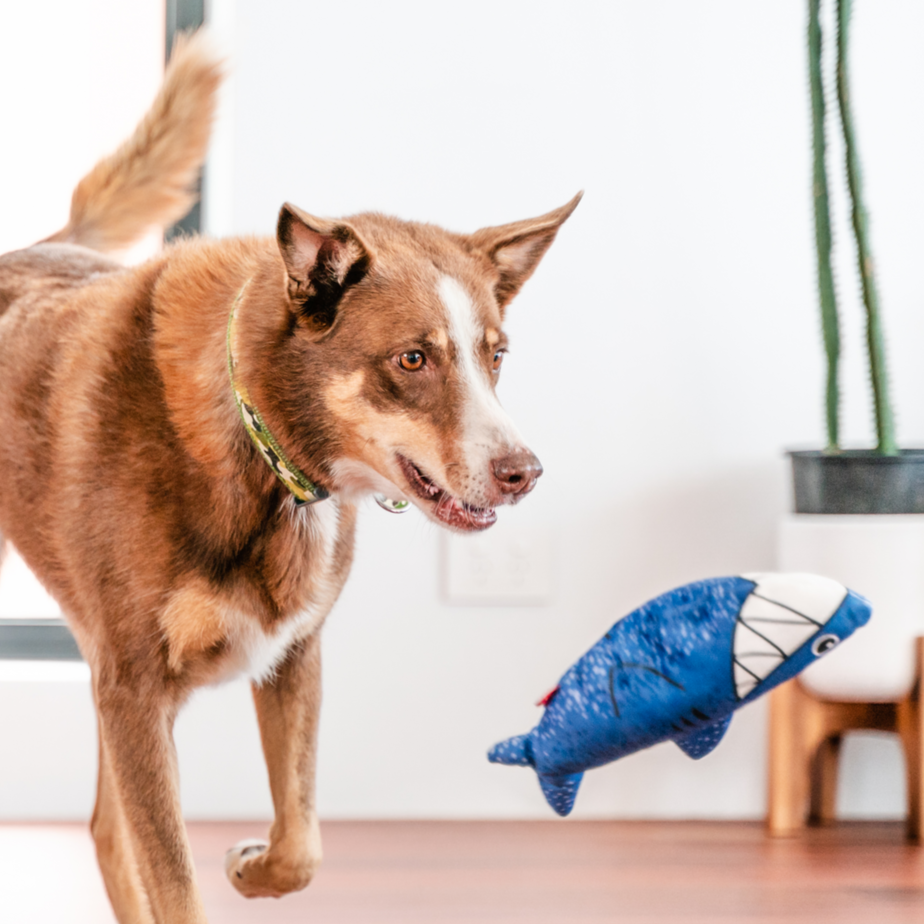 Dog Toy | Red Dingo Durables | Steve the Shark - Kelpie pictured in Interactive Play