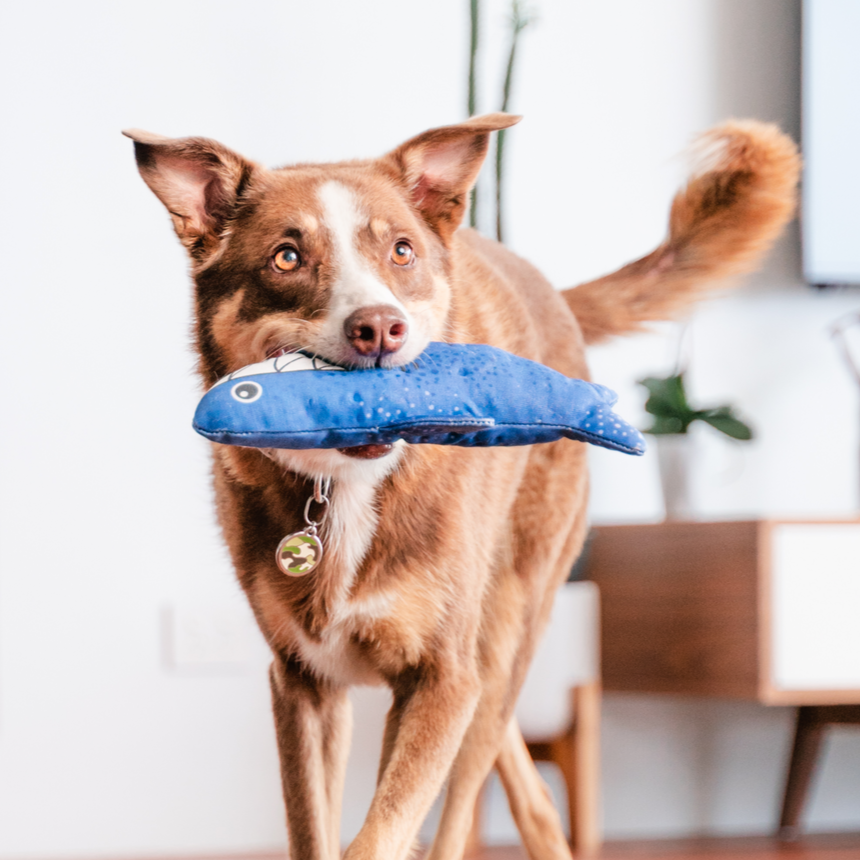Dog Toy | Red Dingo Durables | Steve the Shark - Kelpie pictured in Interactive Play