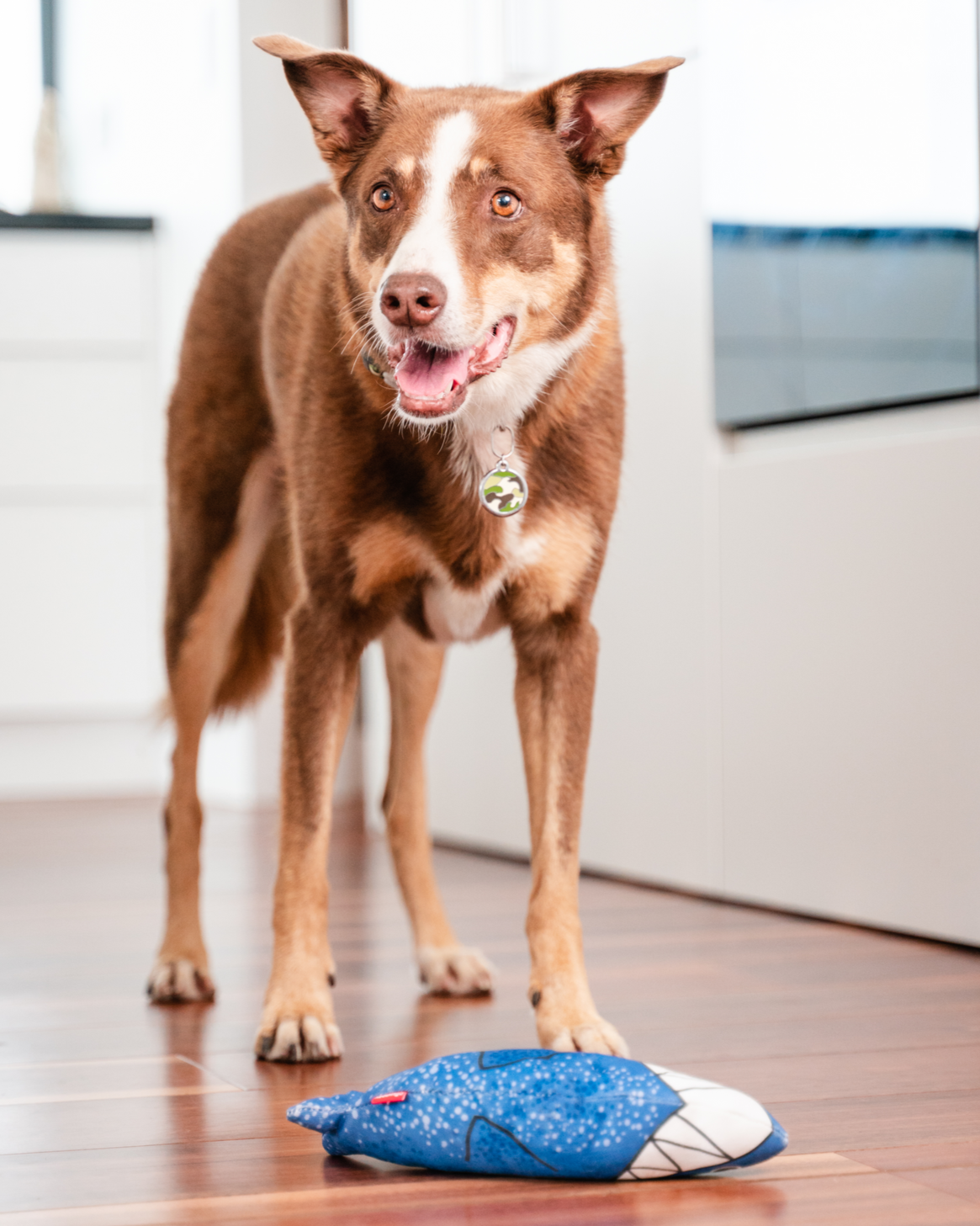 Dog Toy | Red Dingo Durables | Steve the Shark - Kelpie pictured in Interactive Play
