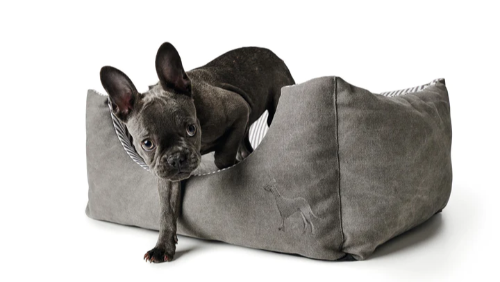 Black French Bulldog (Frenchie) stepping out of HUNTER Dog Bed