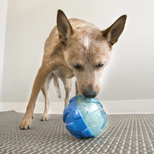 Dog playing with a blue and clear ball toy on a textured floor.