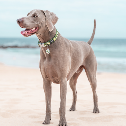 Image of Weimeraner Dog wearing Camouflage Collar and Tag in Green on the Beach