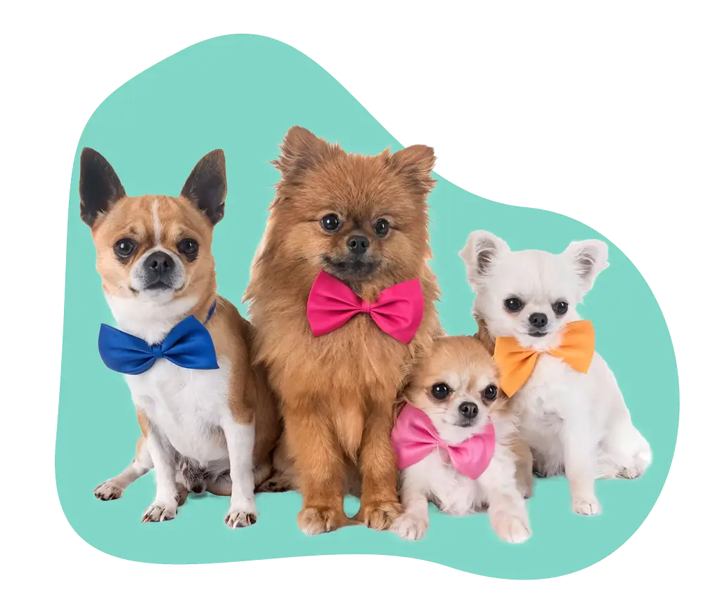 Pet Minding