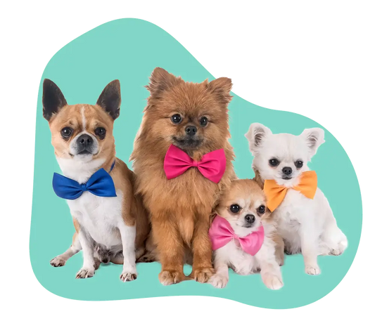 Pet Minding